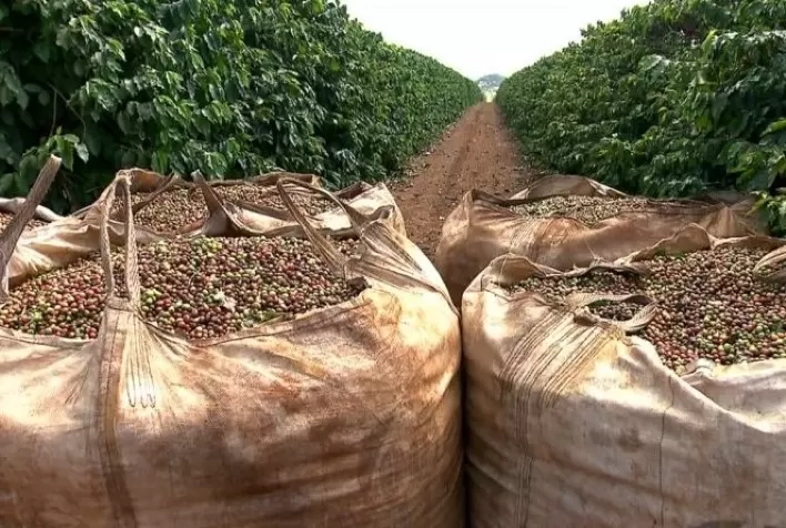 Cooxupé atinge 91,3% da colheita de café e entra na reta final da safra
