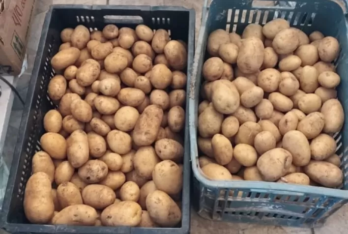 Agricultores de Moema (MG) realizam primeira colheita experimental de batata-inglesa