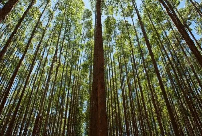 Exportações do setor de árvores cultivadas do Brasil crescem 5% no 1º semestre de 2025