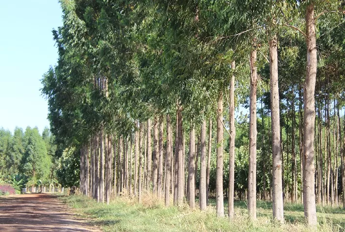 Embrapa e UFPel lançam planilha para cálculo de custos de produção e tratamento da madeira no campo