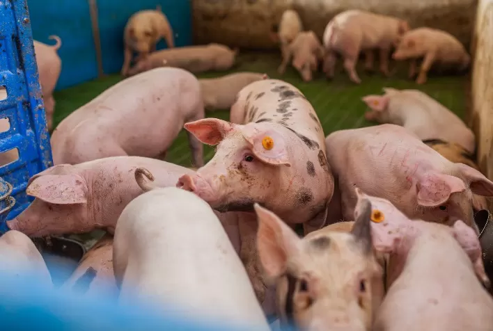 Sanidade suína que gera lucro: importância do controle do Mycoplasma hyopneumoniae e circovirose