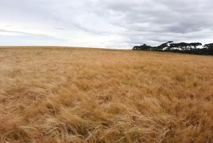 Desafio da Cevada fortalece produção nos Campos Gerais e destaca liderança do Paraná
