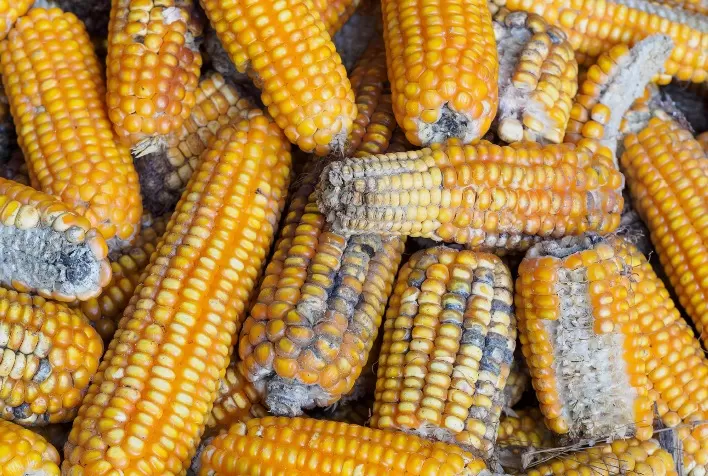 Micotoxinas em grãos e rações: riscos, impactos e soluções para a segurança alimentar