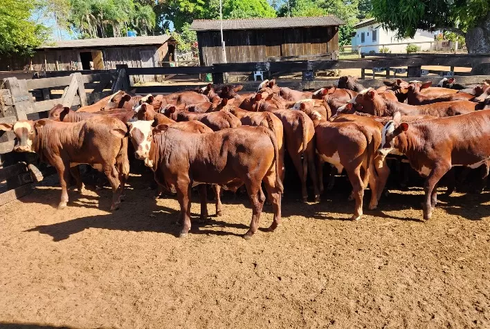 Santa Gertrudis se destaca no RS pela rusticidade e resistência ao carrapato