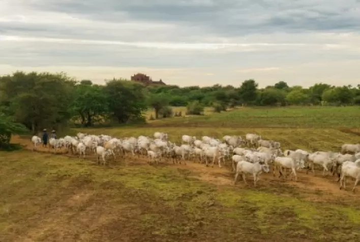 Rebanho bovino saudável depende de controle estratégico de parasitas e uso correto de antiparasitários