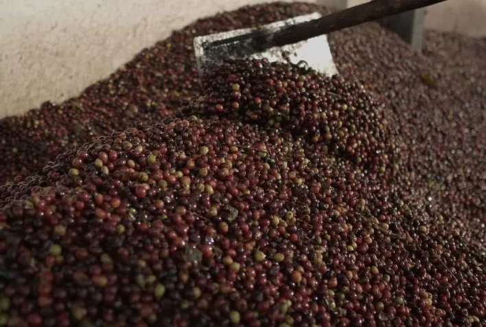 13º Prêmio Região do Cerrado Mineiro estreia categoria para cafés naturalmente doces