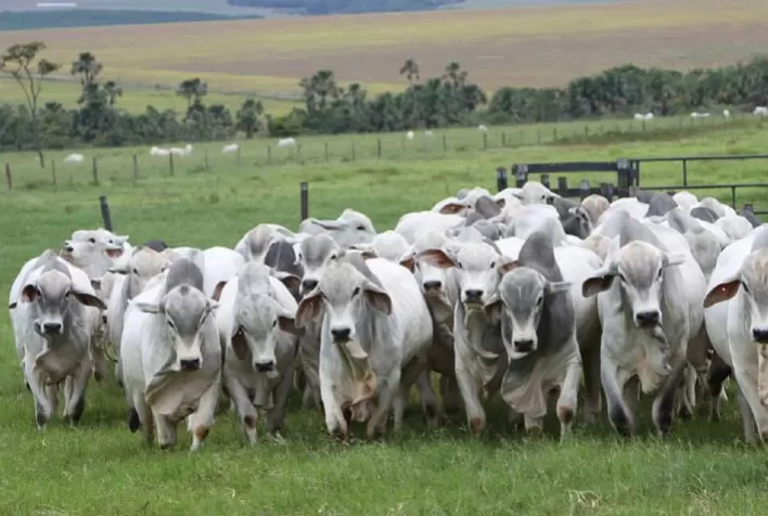 Demanda exportadora impulsiona preços da arroba do boi em agosto