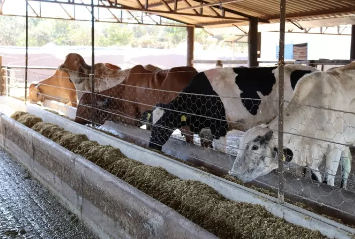 Programa de Melhoramento Genético beneficia produtores de leite em Goiás com investimento de R$ 3 milhões