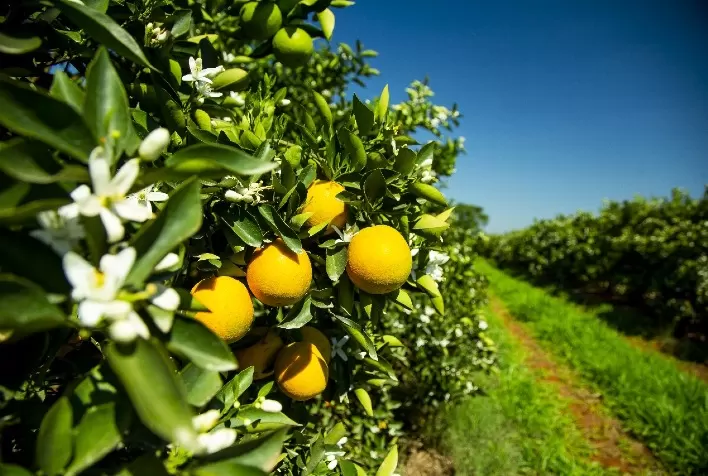 Produção de laranja no Rio Grande do Sul mantém bom potencial apesar de desafios climáticos