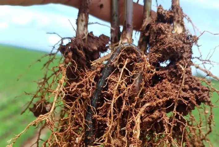 Nova geração de bioinsumos aumenta produtividade da soja em 4,6 sacas por hectare