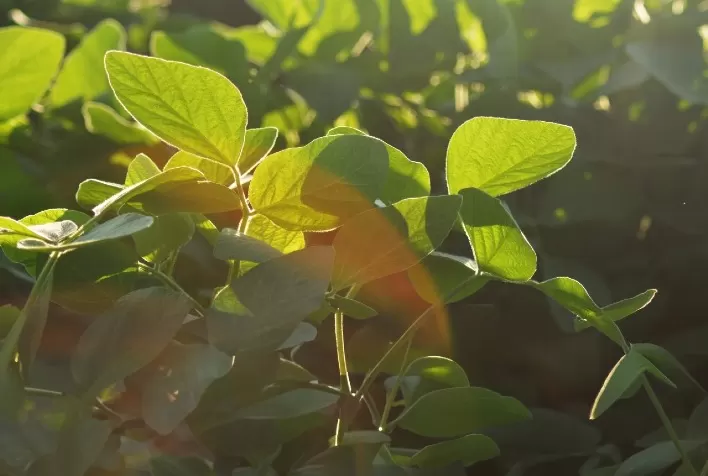 Ferramenta biotecnológica ativa genes de defesa da soja contra ferrugem