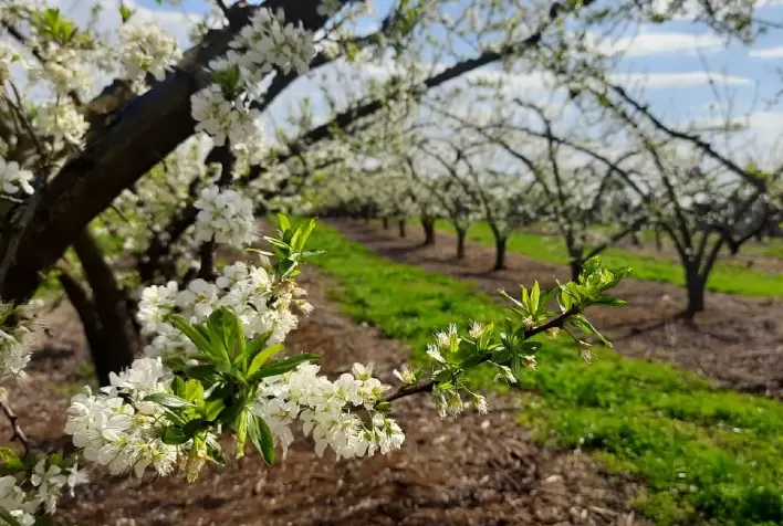 Floração do pêssego avança no RS e produtores intensificam cuidados contra doenças