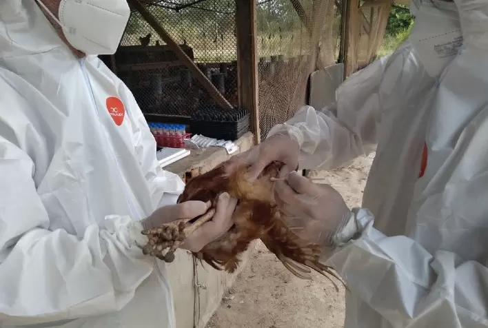 Biossegurança no agronegócio: a chave para proteger a cadeia alimentar brasileira