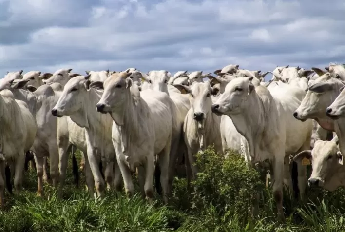 Oferta restrita mantém preços do boi gordo e da carne estáveis, aponta Cepea