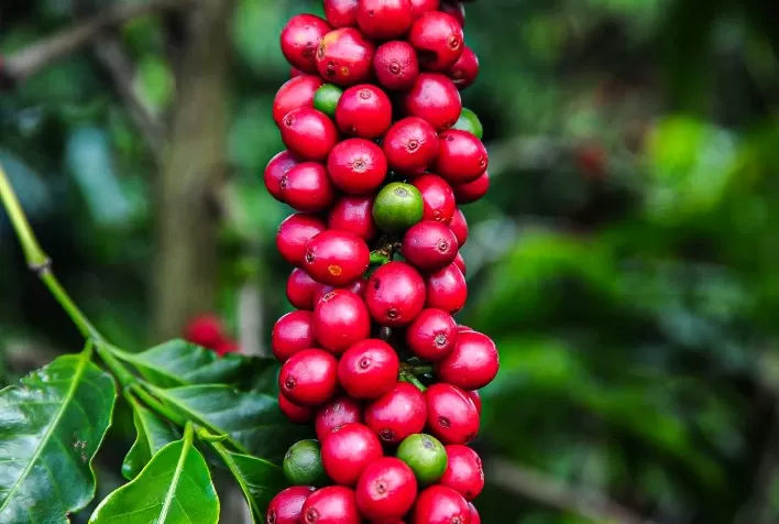 Produção de café 2025 deve atingir 55,2 milhões de sacas, aponta Conab