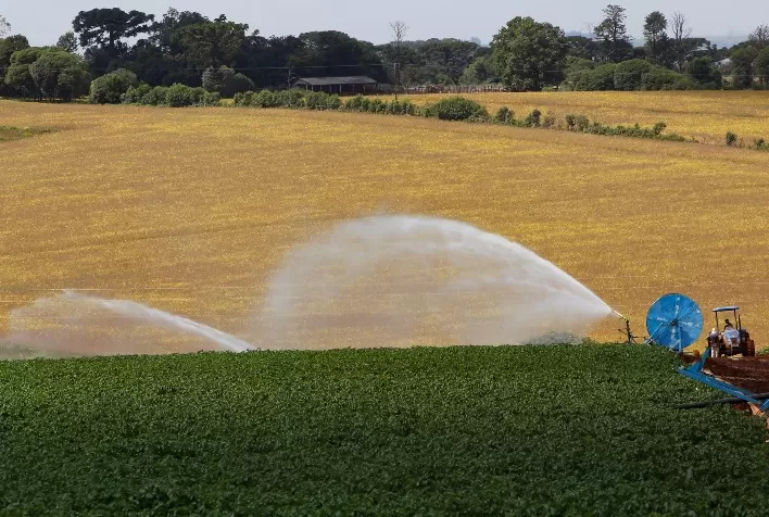 Paraná avança no plantio da safra de verão com milho e batata; soja, tabaco, frango e bovinos também se destacam