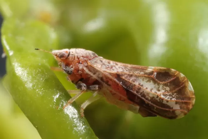 Citricultura: Quebra do ciclo do psilídeo muda estratégia de controle do greening