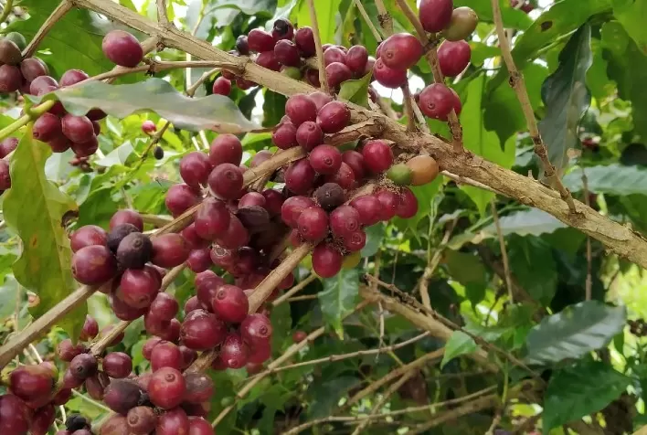Produtores rurais potencializam lavouras ao misturar agrosilício à compostagem