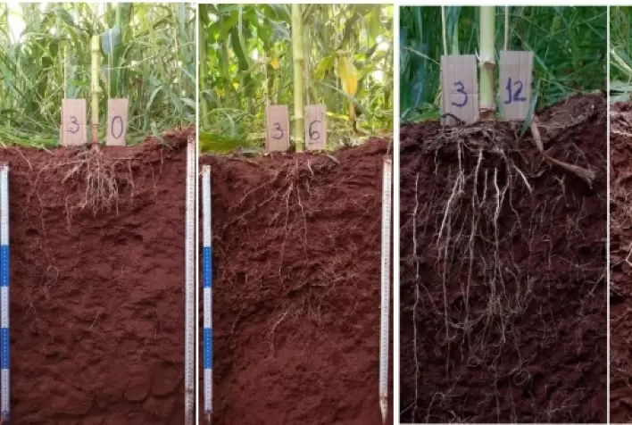 Novo método de calagem promete aumentar produtividade agrícola e eficiência no uso do solo