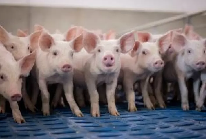 Bem-estar animal impulsiona produtividade e qualidade na suinocultura, destaca Zoetis