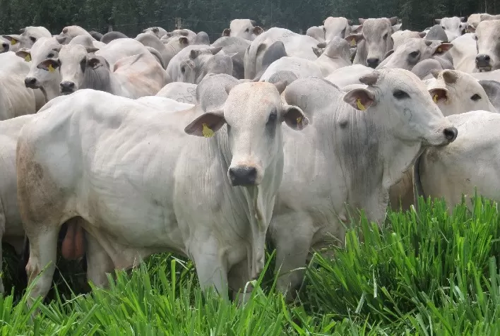 Mosca-dos-chifres ameaça pecuária no início da temporada de chuvas: manejo preventivo é essencial