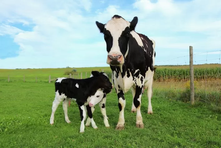 Suplementação prolongada de colina aumenta produção, fertilidade e longevidade de vacas leiteiras, aponta estudo da Kemin