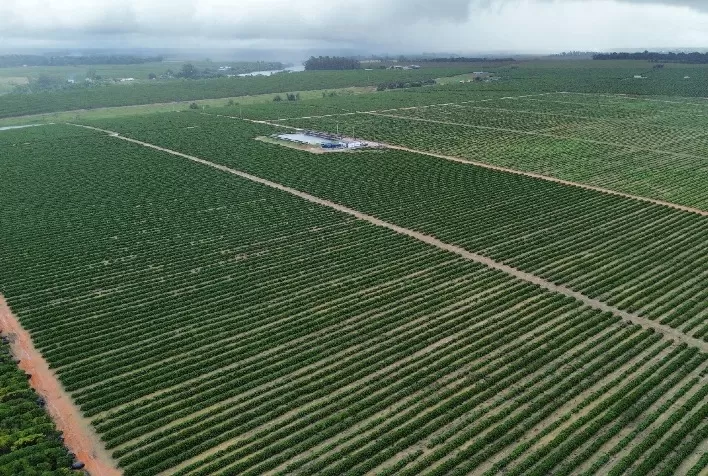 Irrigação por gotejamento impulsiona agricultura regenerativa e recuperação de solos no Brasil