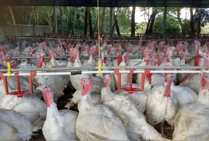 Paraná lidera crescimento nas exportações de carne de peru em 2025 e se destaca no agronegócio
