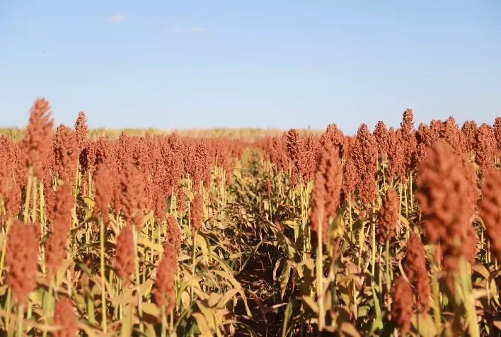 Brasil pode iniciar exportação de sorgo para a China ainda em 2025, afirma Ministério da Agricultura