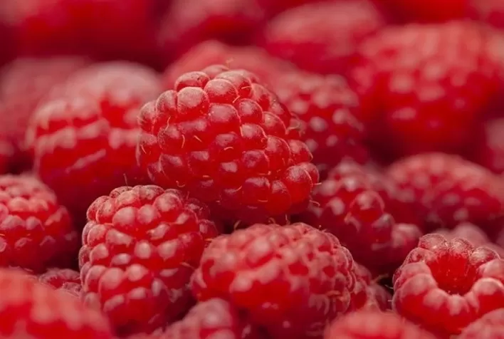 Framboesa passa por edição genética sem uso de DNA externo e abre novas possibilidades para cultivo