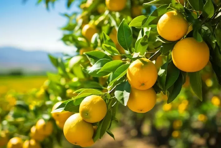 Queda de Frutos e Doenças Reduzem Projeção da Safra de Laranja 2025/26
