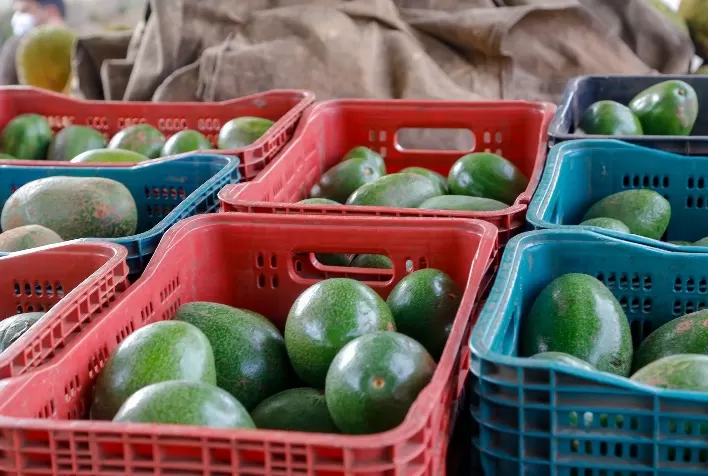 Exportação de abacate do Brasil cresce mais de 400% em uma década