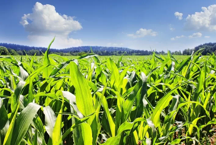 Produção de milho do Brasil pode crescer 1,75% na safra 2025/26, projeta Safras & Mercado