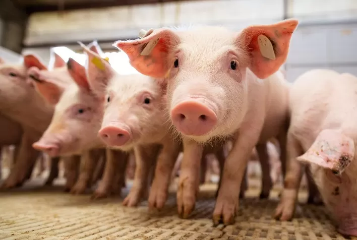 Ambiência na suinocultura é essencial para bem-estar, saúde e desempenho dos animais