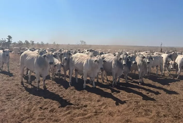 Pecuarista amplia cinco vezes a capacidade de abate ao intensificar recria e terceirizar engorda em Goiás