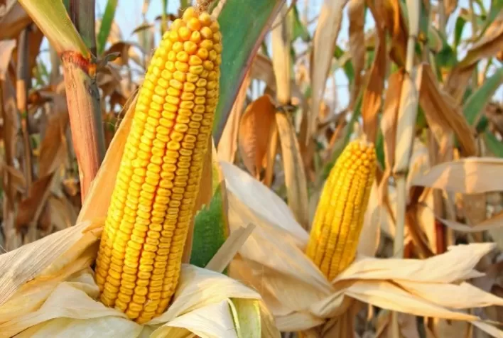 Custo de produção do milho em Mato Grosso registra alta em agosto e pressiona margem do produtor
