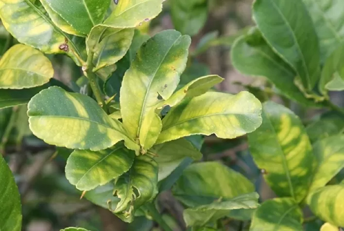 Greening já ameaça metade dos pomares de laranja no Brasil e pressiona citricultura por novas estratégias