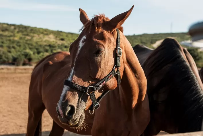 Controle parasitário em cavalos garante saúde, bem-estar e desempenho físico