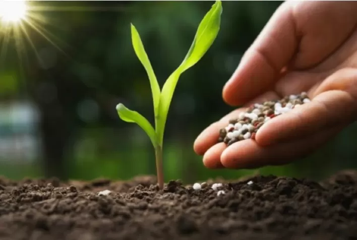 Nutrição equilibrada das plantas: chave para produtividade agrícola sustentável