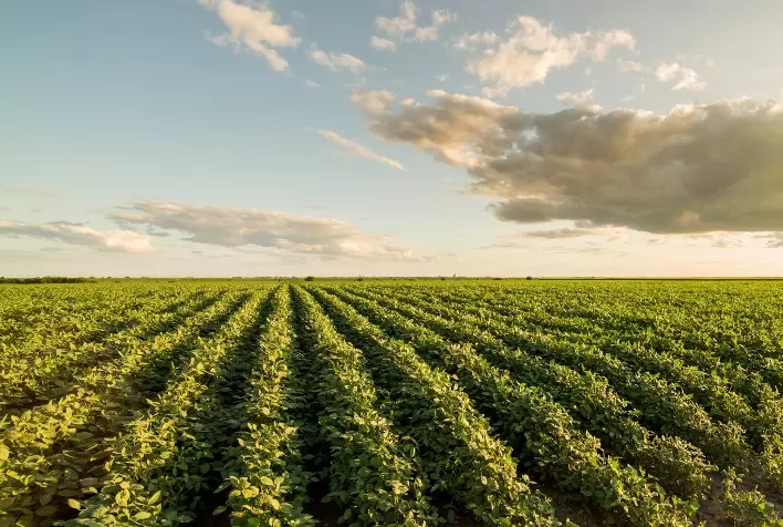 Manejo preventivo da soja: fungicida Vessarya® auxilia no controle de doenças iniciais e aumenta produtividade