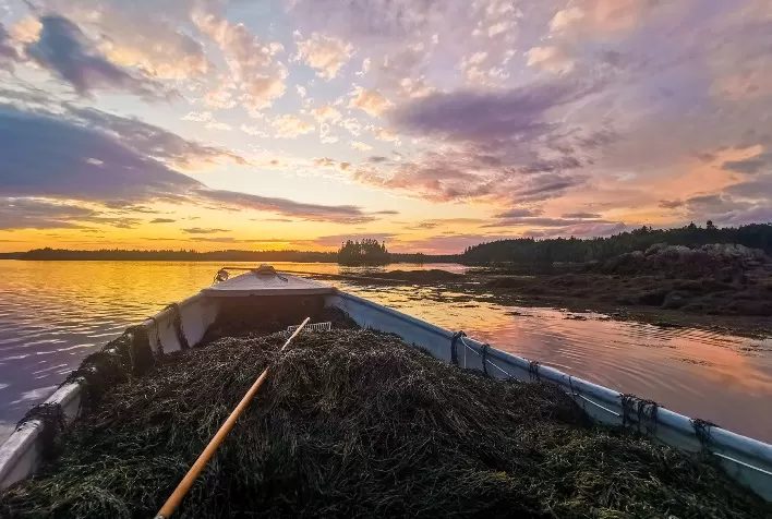 Bioestimulantes de alga marinha impulsionam produtividade sustentável da soja no Brasil