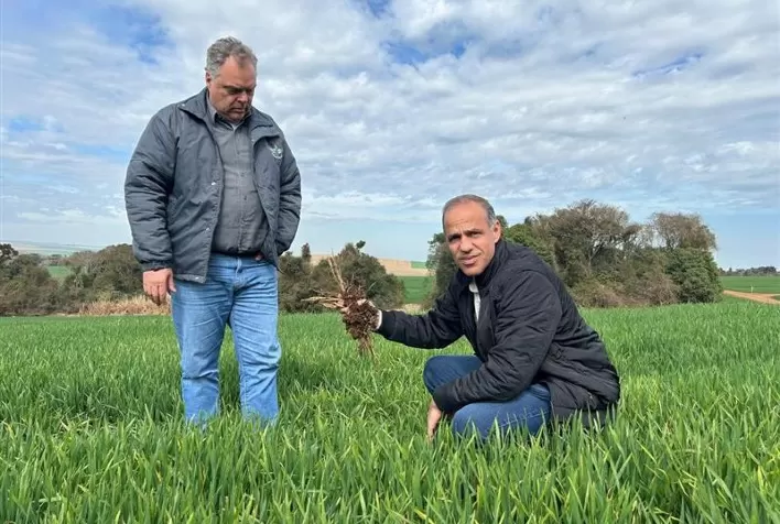 Nestlé amplia agricultura regenerativa para cereais e reduz emissões em mais de 20%