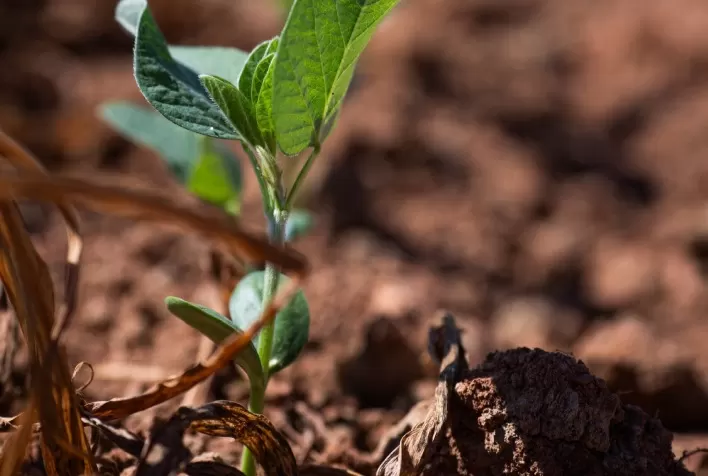 Goiás encerra vazio sanitário da soja e inicia novo calendário de plantio