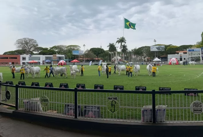 Expoinel 2025 reúne criadores de Nelore em Uberaba entre 13 e 19 de outubro