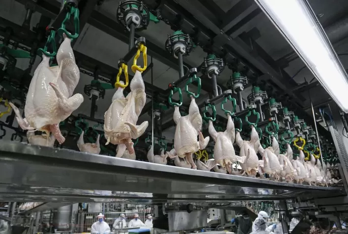 Abate de frangos cresce 1,9% no 1º semestre de 2025 com Paraná liderando produção