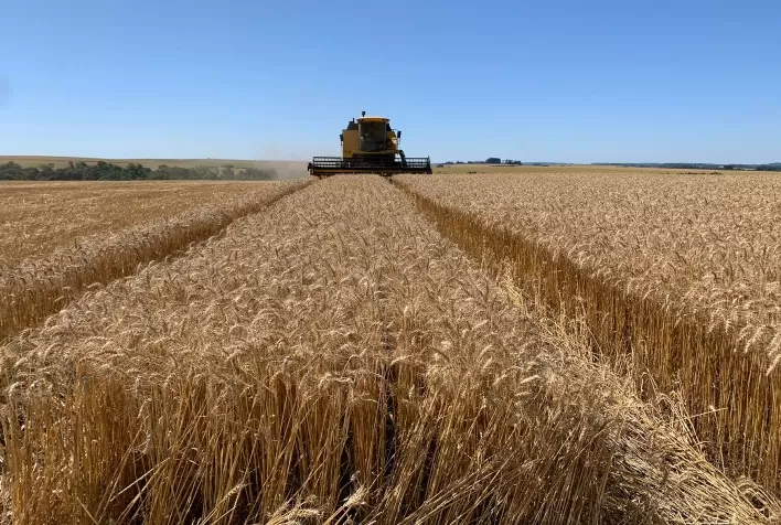 Preços do trigo recuam no Brasil com avanço da colheita, câmbio e importações