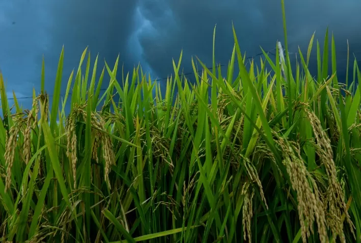 Federarroz recomenda foco em exportações e redução da área plantada para enfrentar crise no setor de arroz