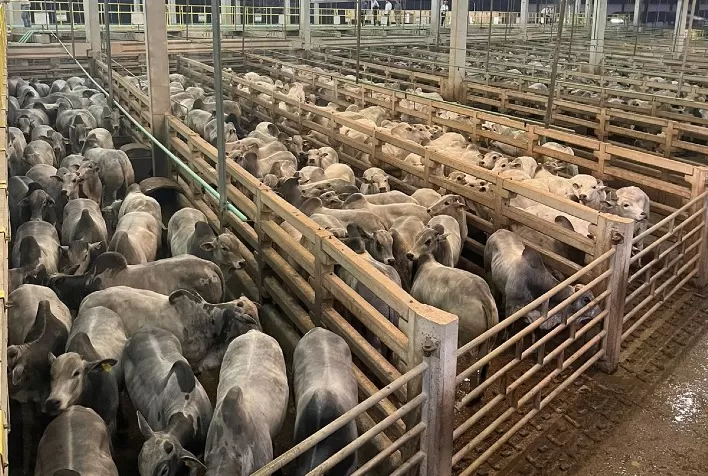 Circuito Nelore de Qualidade 2025 avalia mais de 2.500 animais no Paraguai