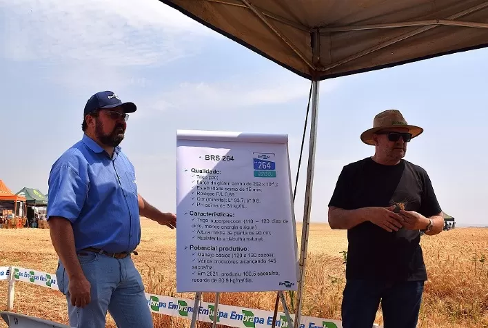 Embrapa apresenta genética e manejo do trigo irrigado para minimizar acamamento em Dia de Campo
