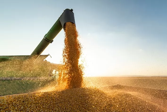 Mercado de milho enfrenta liquidez reduzida no Brasil e oscilações nos preços em Chicago e B3